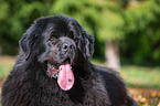 Newfoundland Portrait