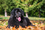 Newfoundland Dog in the foliage