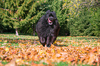 Newfoundland Dog in the foliage