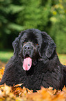 Newfoundland Dog in the foliage