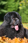 Newfoundland Dog in the foliage