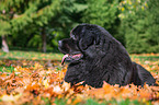 Newfoundland Dog in the foliage