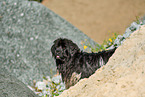 Newfoundland Dog Portrait