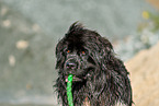 Newfoundland Dog Portrait