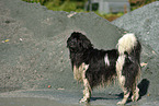 Newfoundland Dog