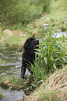 Newfoundland Dog Puppy