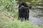 Newfoundland Dog Puppy