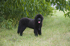 Newfoundland Dog Puppy