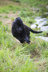 Newfoundland Dog Puppy