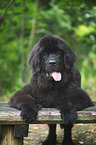Newfoundland Dog Puppy