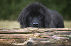 Newfoundland Dog Puppy