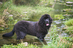 Newfoundland Dog Puppy