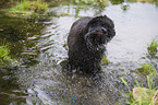 Newfoundland Dog Puppy