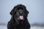 Newfoundland in the snow
