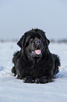 Newfoundland in the snow