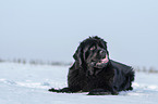 Newfoundland in the snow