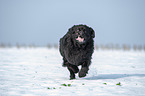 Newfoundland in the snow
