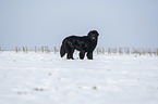 Newfoundland in the snow
