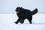 Newfoundland in the snow
