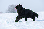 Newfoundland in the snow