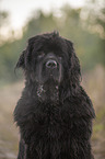 Newfoundland Portrait