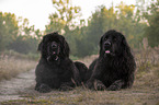Newfoundland