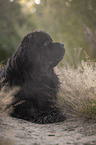 lying Newfoundland