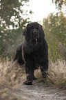 standing Newfoundland