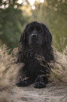 lying Newfoundland