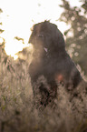 sitting Newfoundland