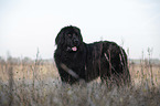 standing Newfoundland