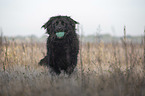 running Newfoundland
