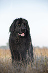 sitting Newfoundland