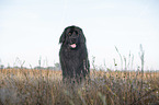 sitting Newfoundland