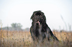 sitting Newfoundland
