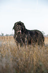 standing Newfoundland