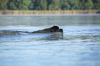 Newfoundland in the water