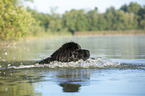Newfoundland in the water