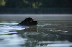 Newfoundland in the water