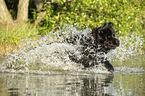 Newfoundland in the water