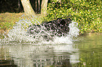 Newfoundland in the water