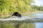 Newfoundland in the water