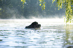 Newfoundland in the water