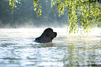 Newfoundland in the water
