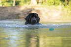 Newfoundland in the water