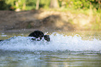 Newfoundland in the water