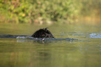 Newfoundland in the water