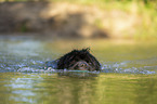 Newfoundland in the water