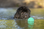 Newfoundland in the water