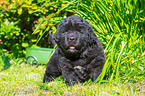 standing Newfoundland Puppy
